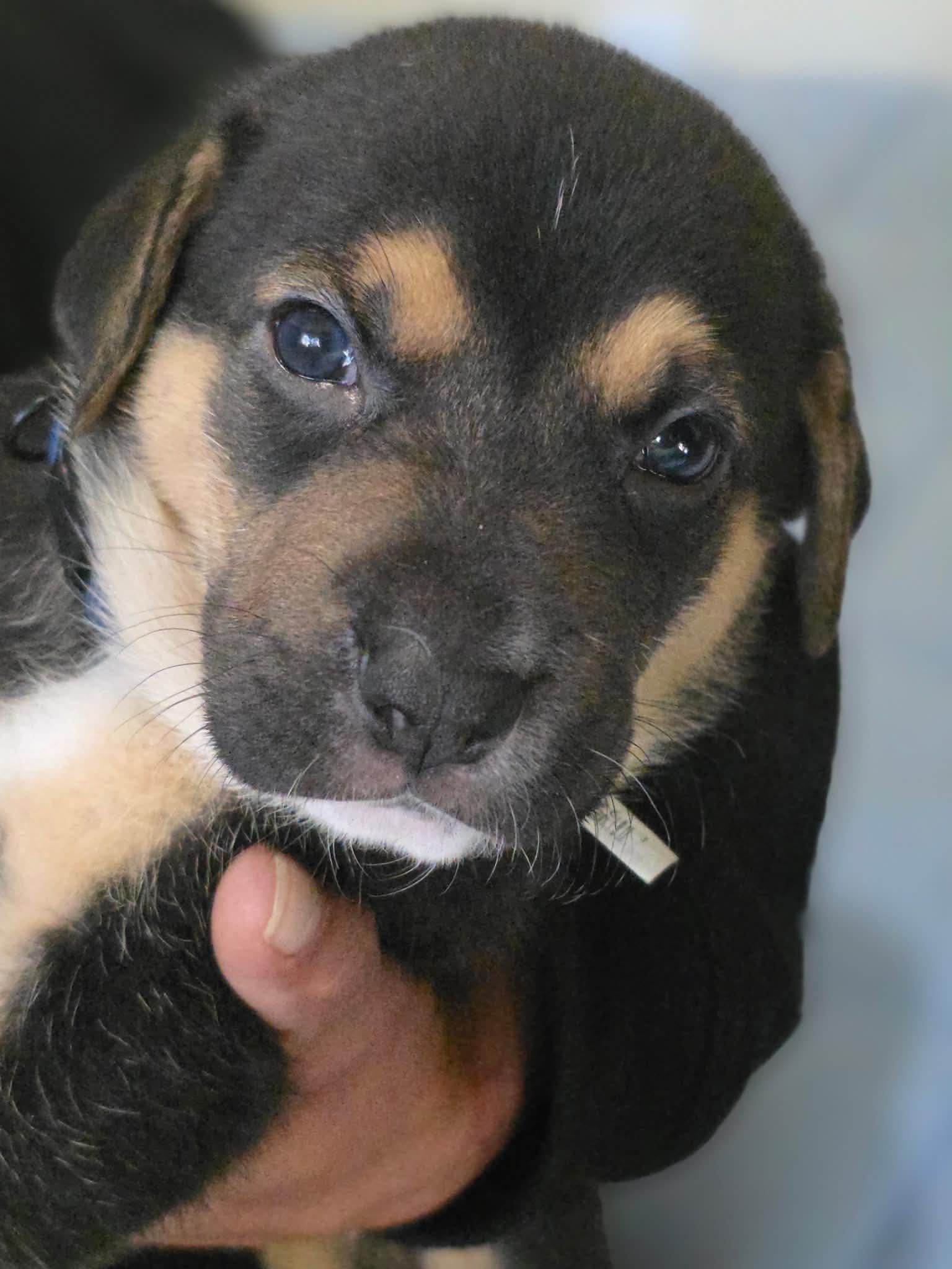 Heathrow, Adoptable, Puppy Male German Shepherd Dog.