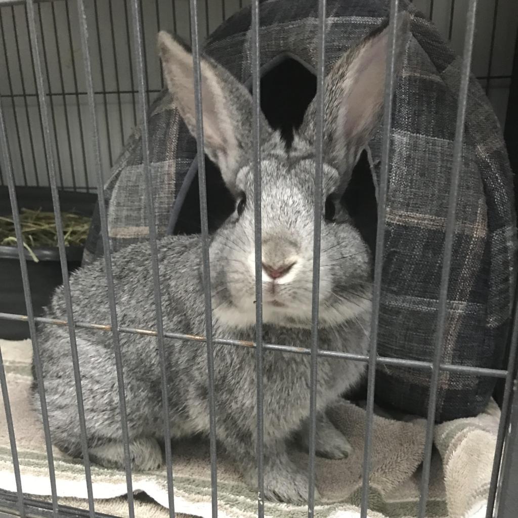 Parcheesi, adopted, Adult Male Chinchilla.