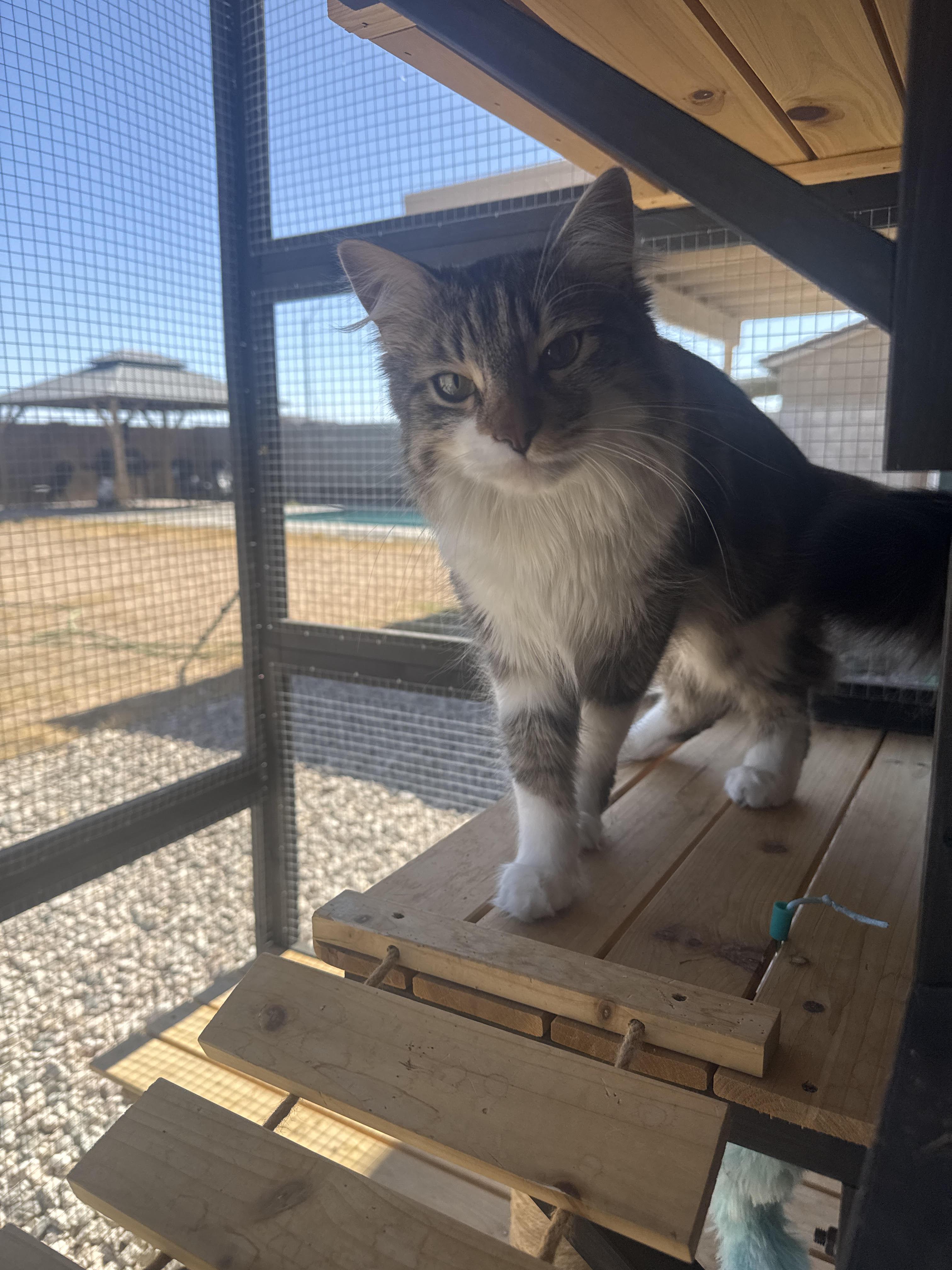 Simba NC, ADOPTABLE, Young Male Domestic Medium Hair.