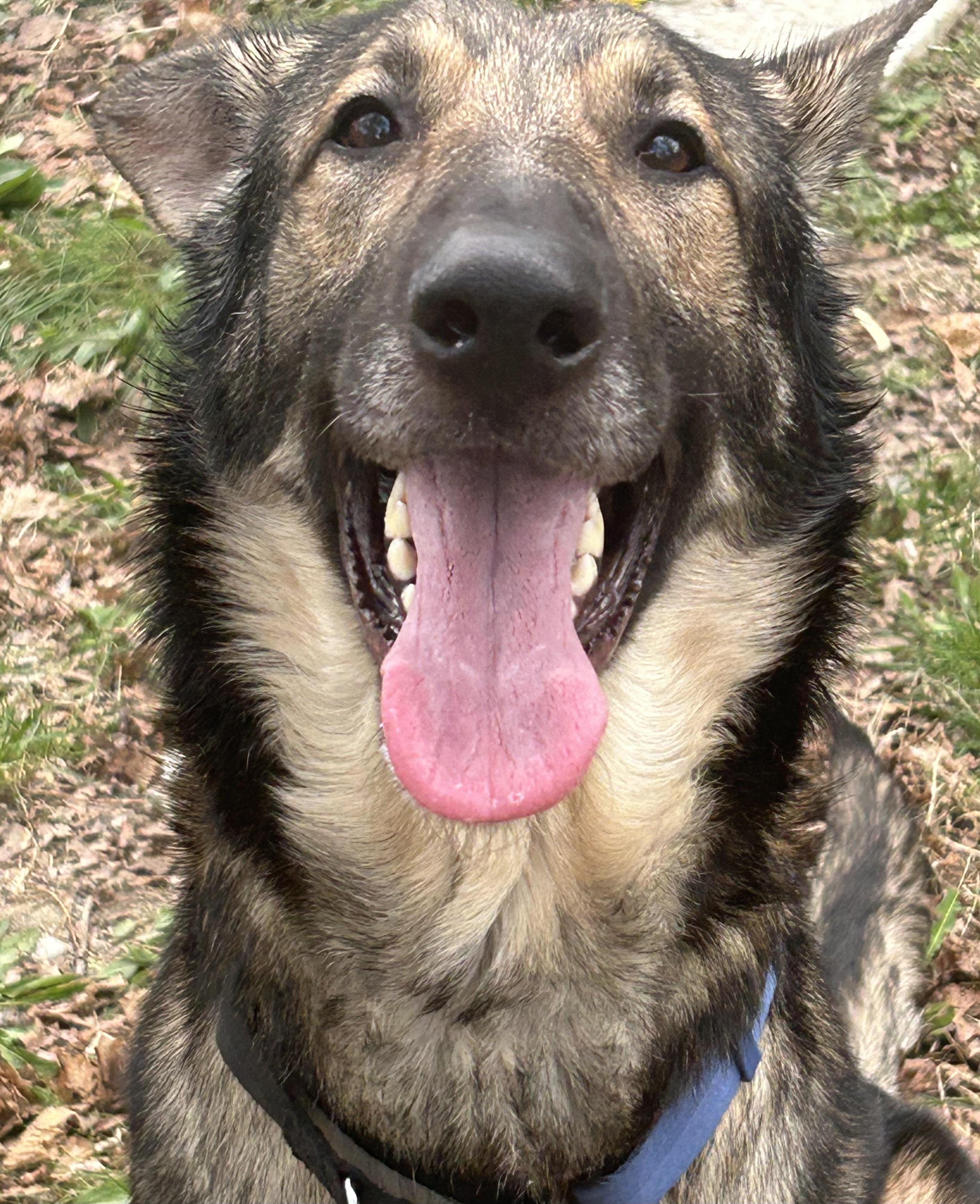 Enlarge Kingston, a Adoptable German Shepherd Dog in New York, NY image 3/5