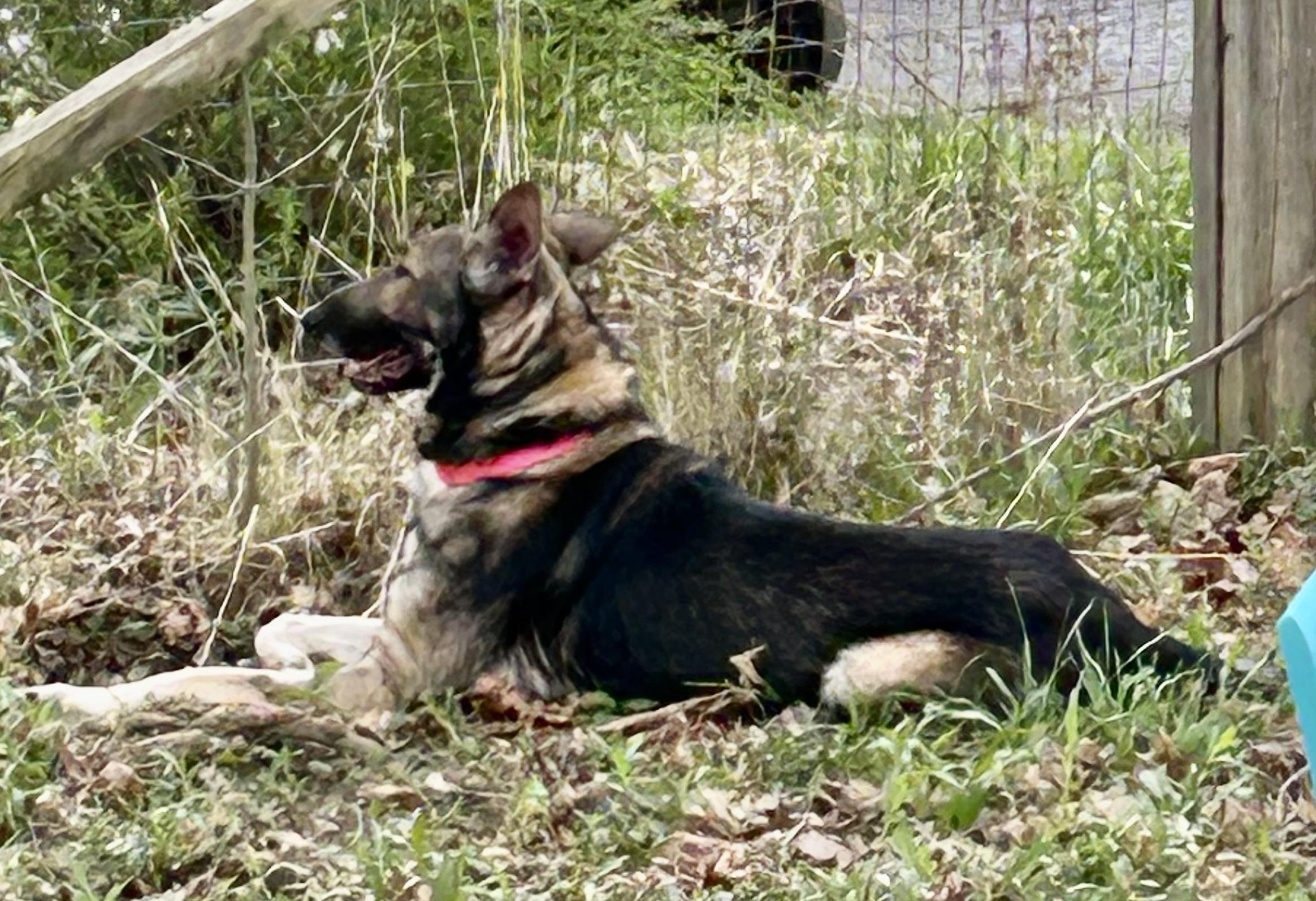 Enlarge Kingston, a Adoptable German Shepherd Dog in New York, NY image 4/5