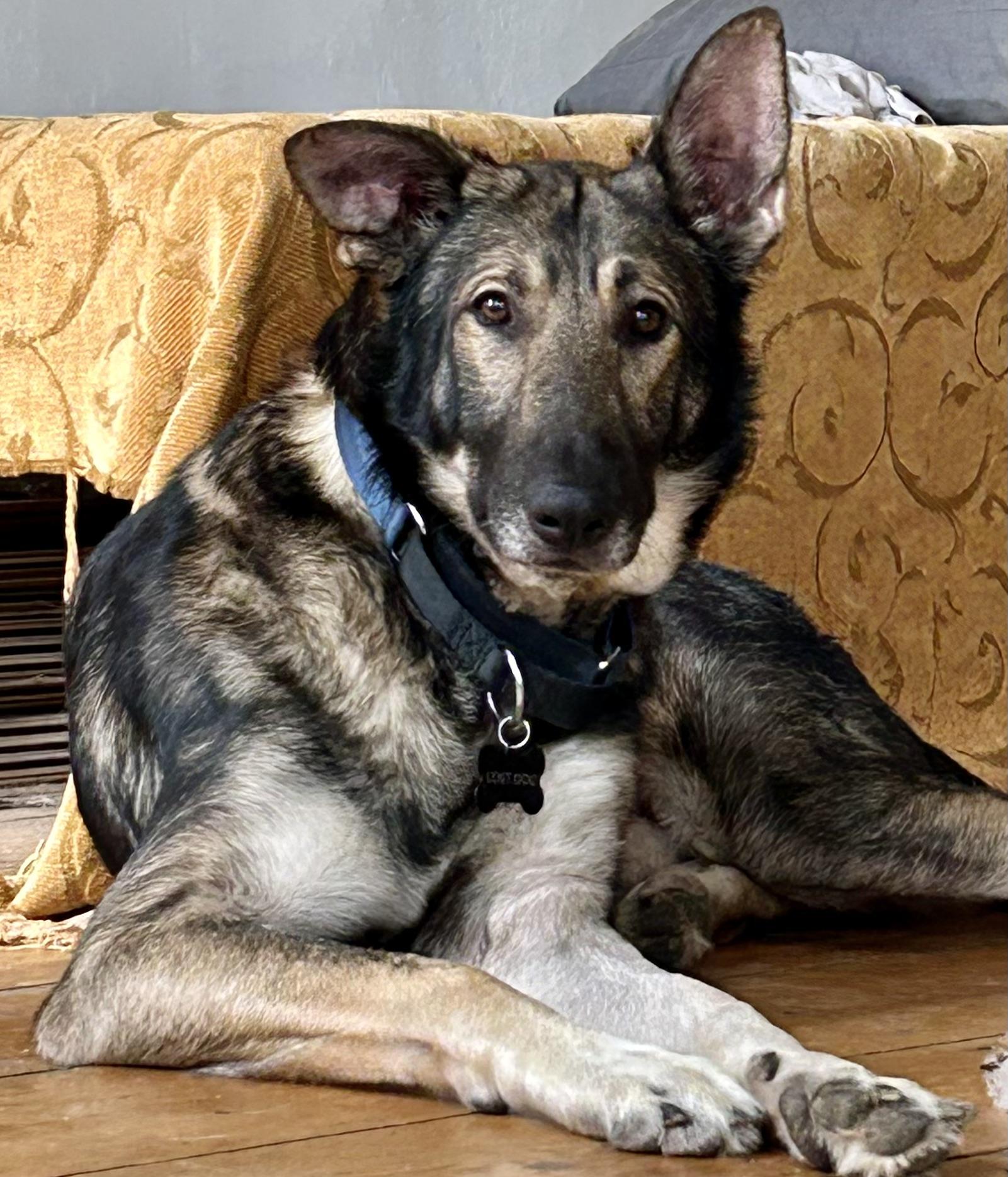 Enlarge Kingston, a Adoptable German Shepherd Dog in New York, NY image 1/5