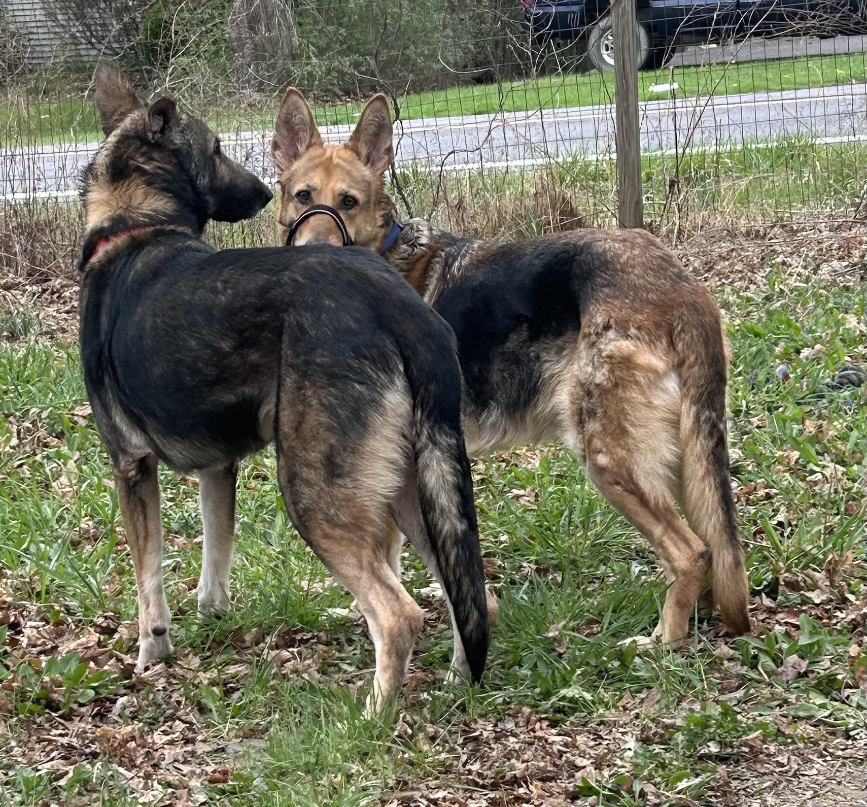 Enlarge Kingston, a Adoptable German Shepherd Dog in New York, NY image 5/5