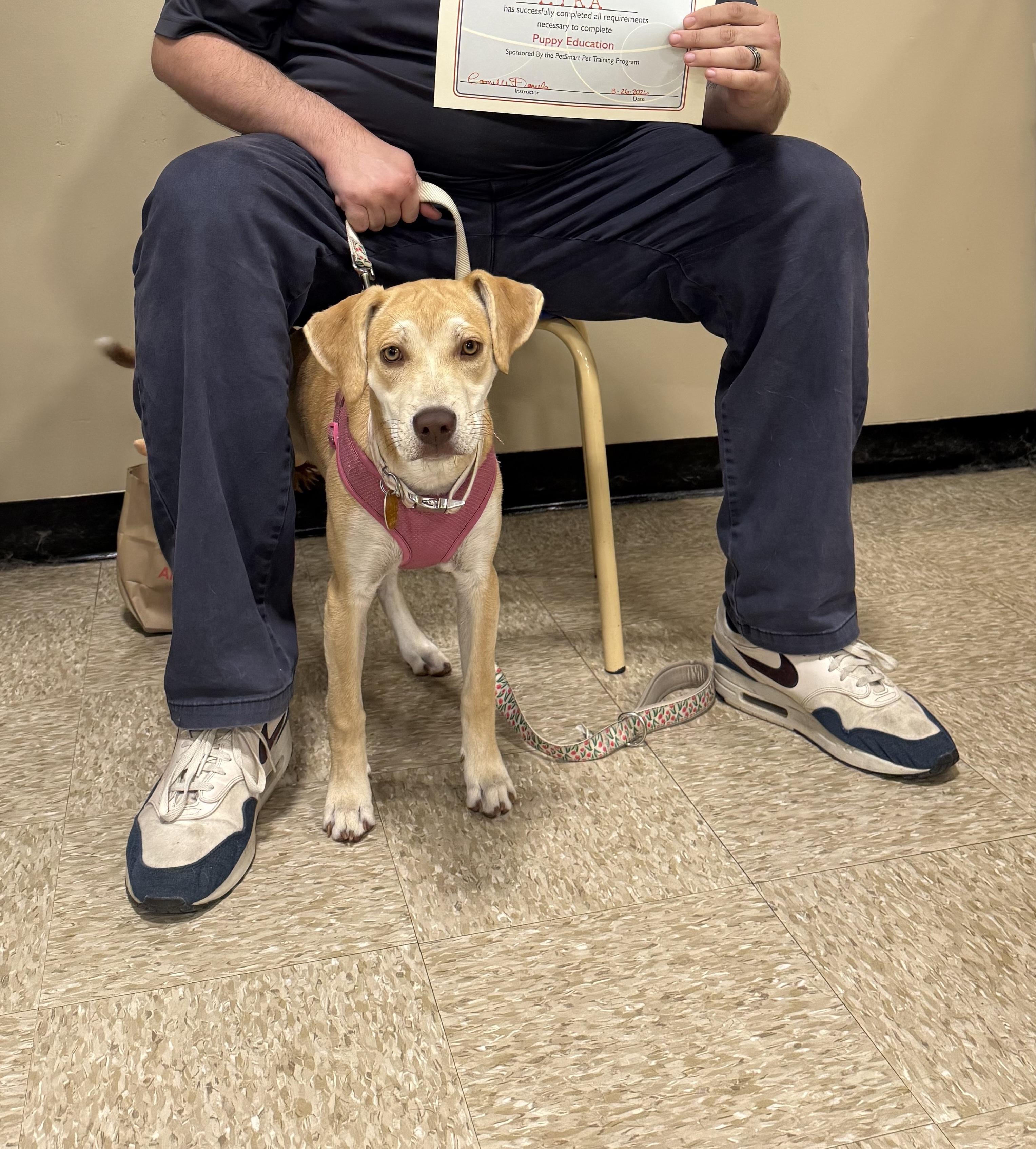 Yoga, adoptable, Puppy Female Retriever & Hound.
