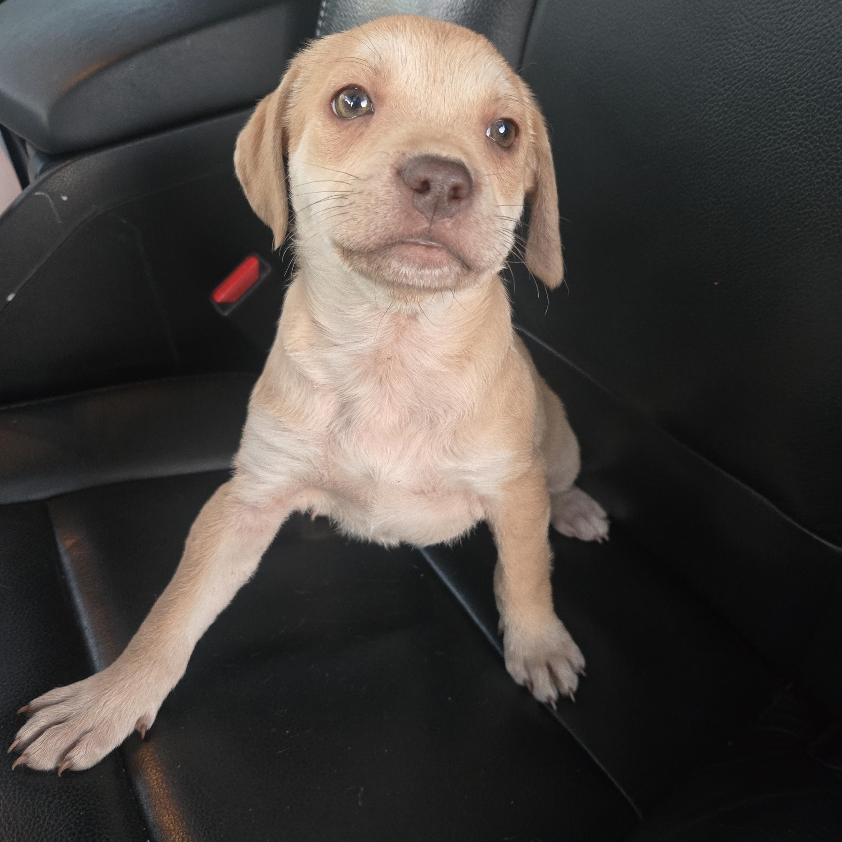 Enlarge Yoga, an adopted mixed breed in Orlando, FL image 5/6