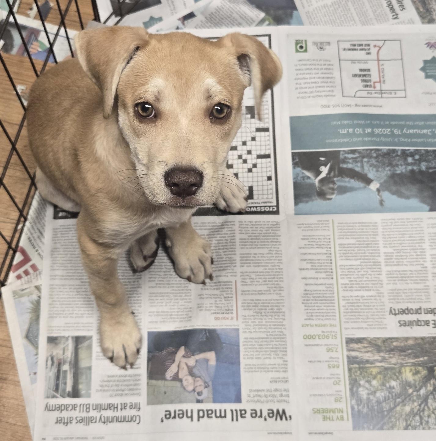 Enlarge Yoga, an adopted mixed breed in Orlando, FL image 2/6