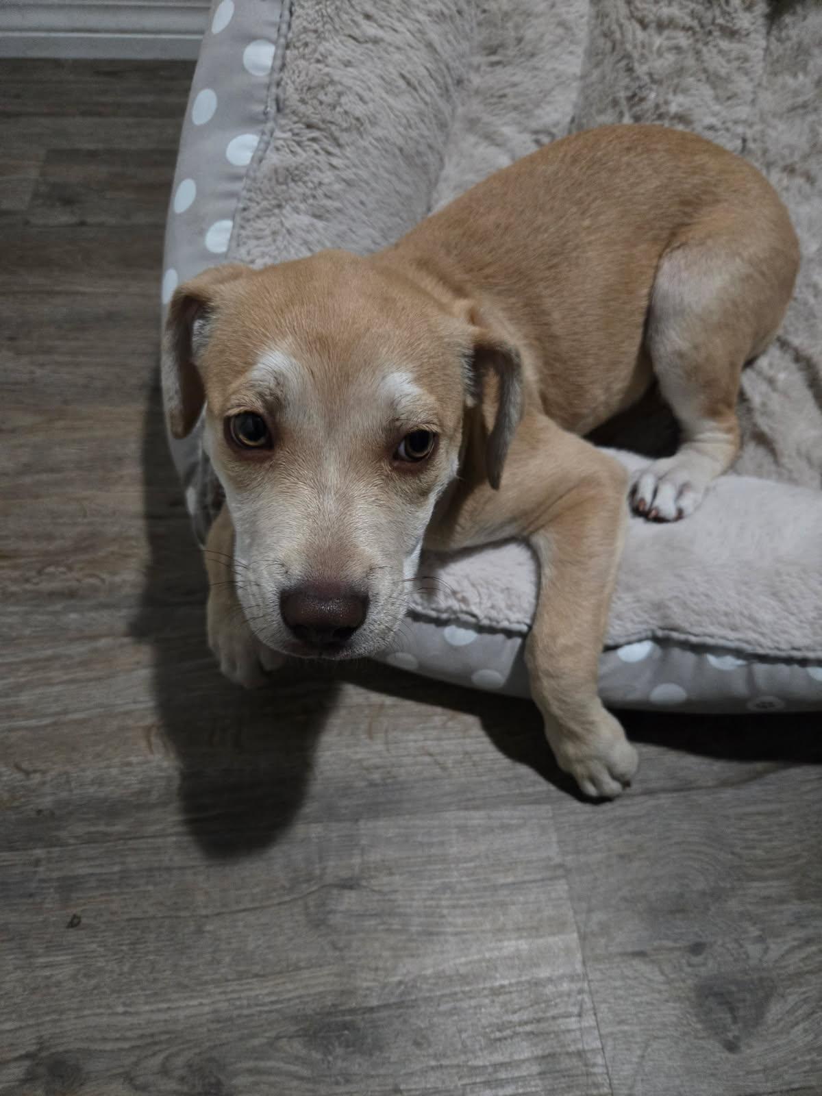 Enlarge Yoga, an adopted mixed breed in Orlando, FL image 3/6
