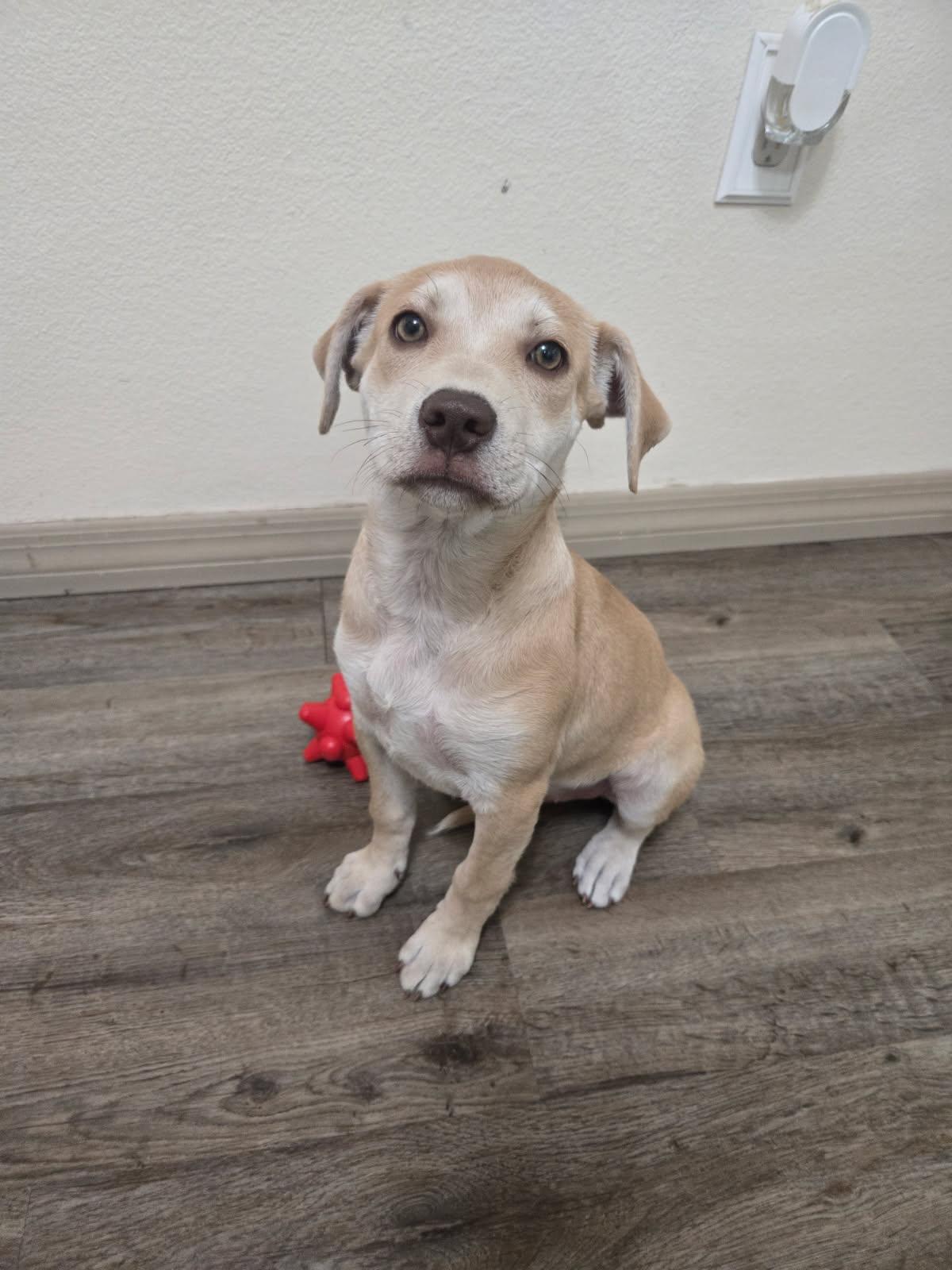 Enlarge Yoga, an adopted mixed breed in Orlando, FL image 4/6