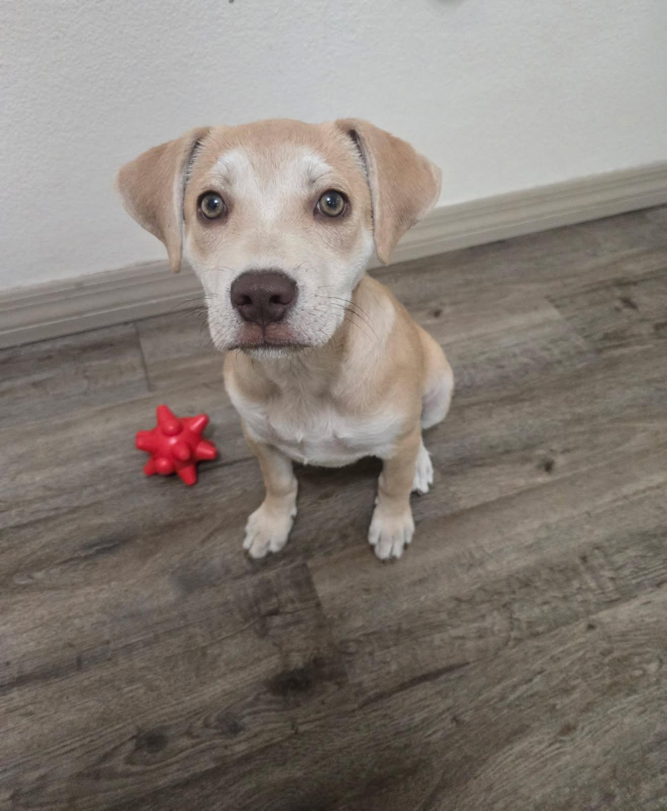 Enlarge Yoga, an adopted mixed breed in Orlando, FL image 1/6