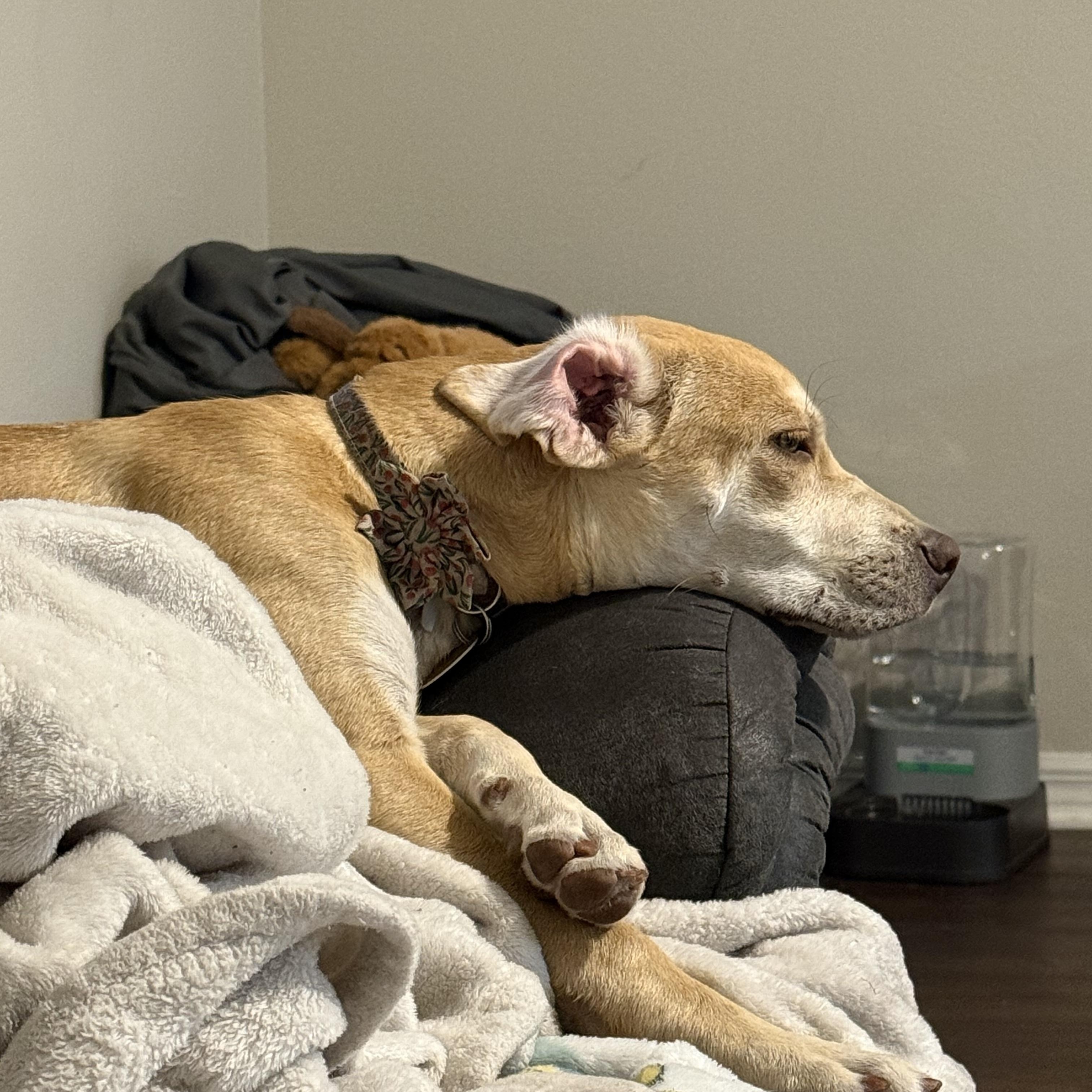 Yoga, an adoptable mixed breed in Orlando, FL image 3/6