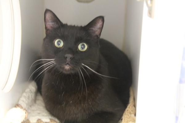 Vlad, Adoptable, Adult Male Domestic Short Hair.