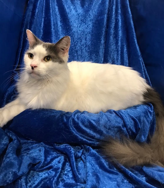 George, Adoptable, Senior Male Maine Coon.
