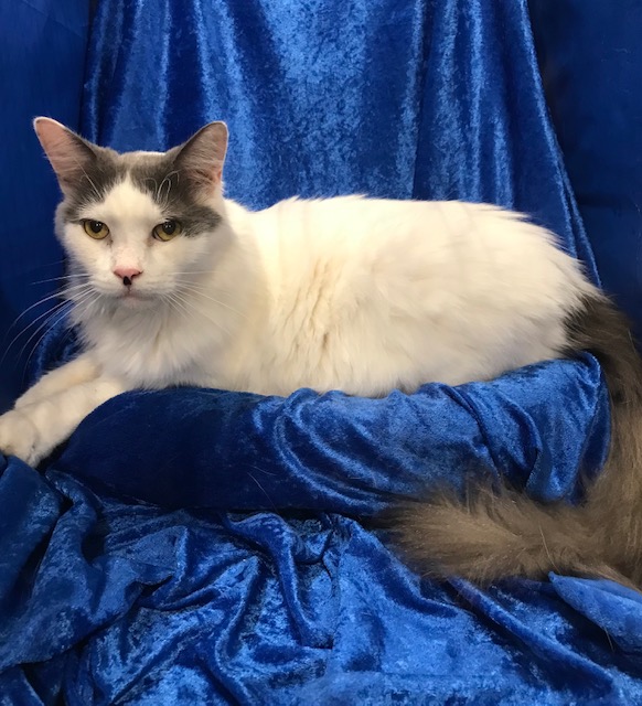Enlarge George, a Adoptable Maine Coon in Gainesville, FL image 2/3
