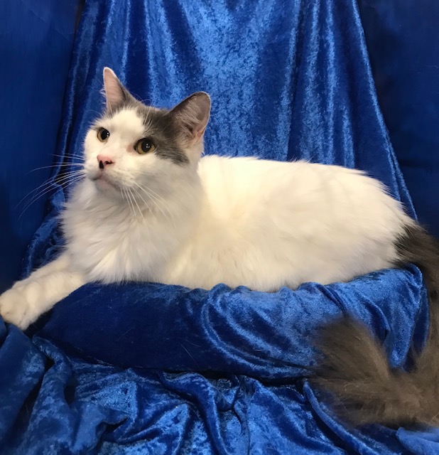 Enlarge George, a Adoptable Maine Coon in Gainesville, FL image 3/3