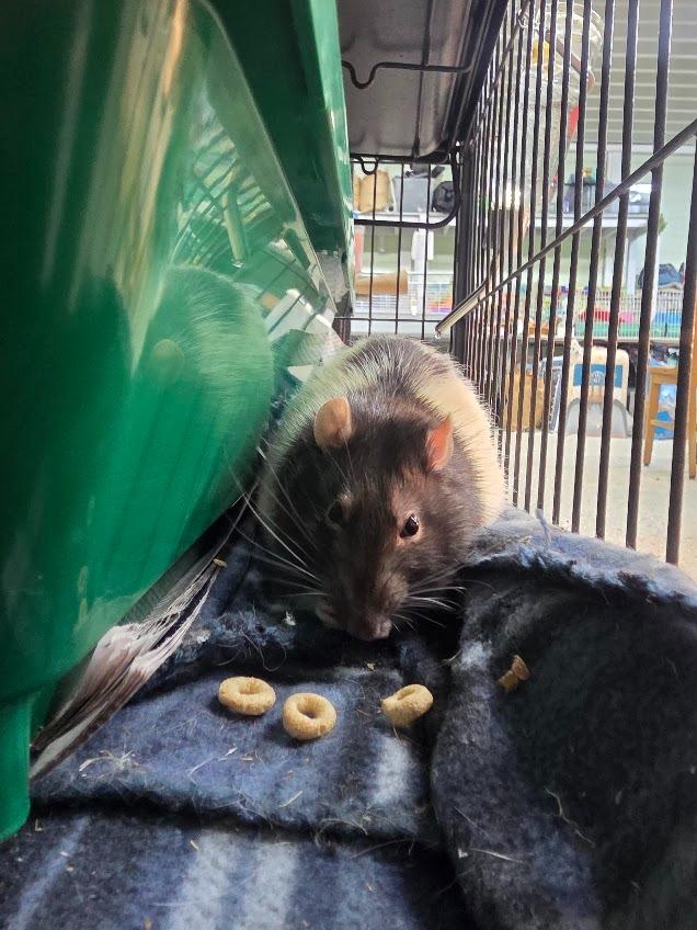 Enlarge Biggie, a Adoptable Rat in CRYSTAL LAKE, IL image 1/4