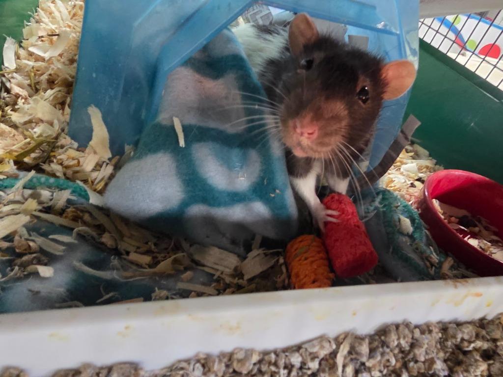 Enlarge Biggie, a Adoptable Rat in CRYSTAL LAKE, IL image 2/4