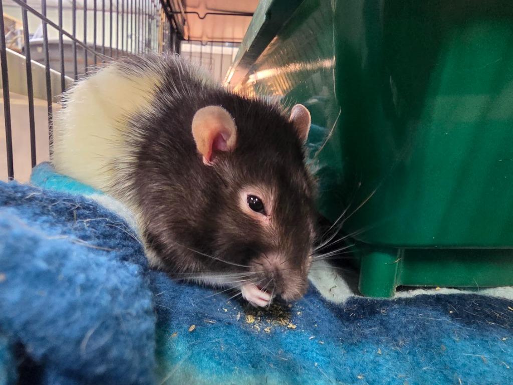 Enlarge Biggie, a Adoptable Rat in CRYSTAL LAKE, IL image 3/4