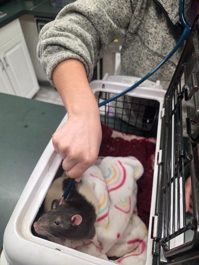 Enlarge Biggie, a Adoptable Rat in CRYSTAL LAKE, IL image 4/4