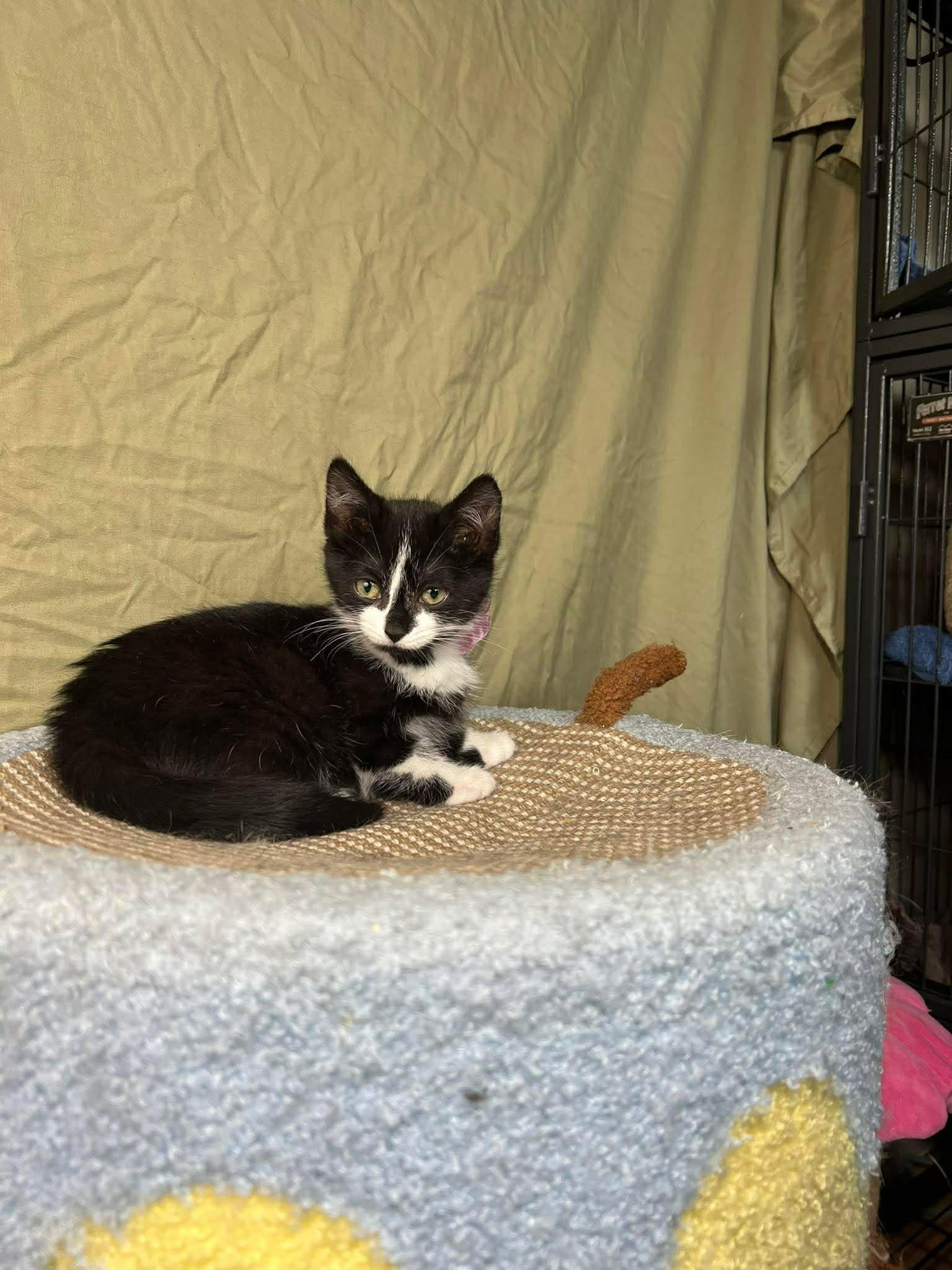 Enlarge Jalapeno, a Adoptable Tuxedo in Calgary, AB image 2/3