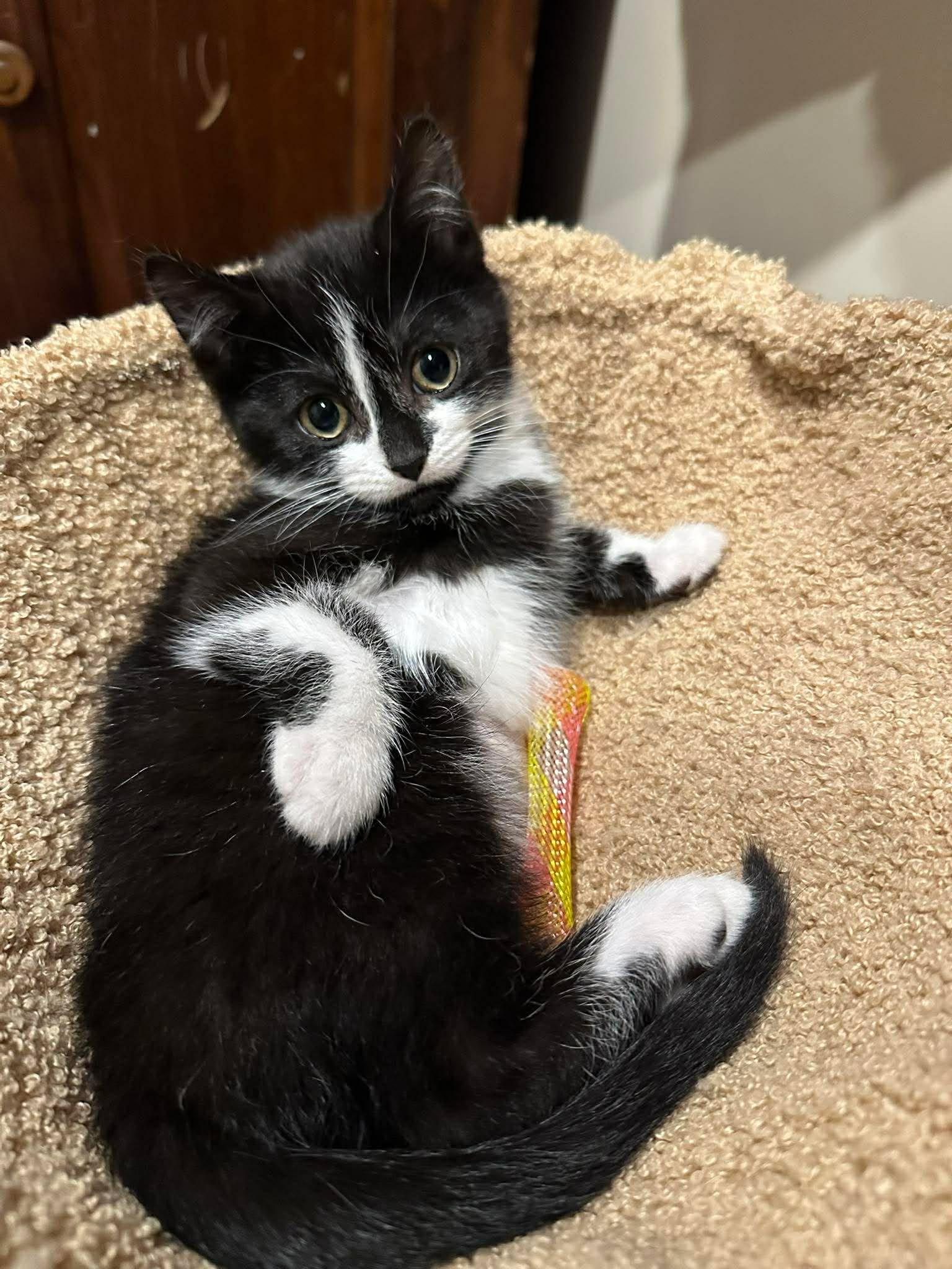 Enlarge Jalapeno, a Adoptable Tuxedo in Calgary, AB image 3/3