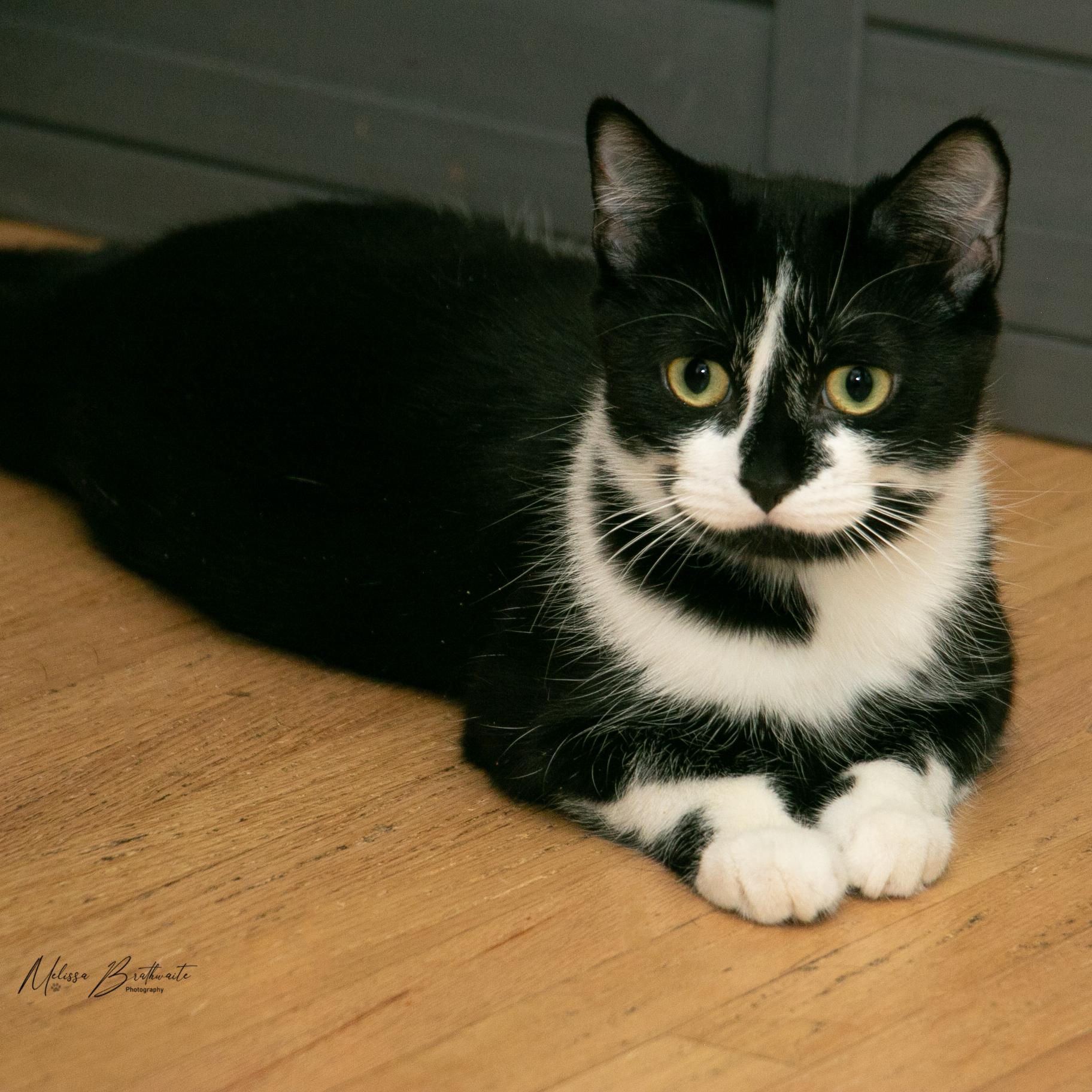 Enlarge Jalapeno, a Adoptable Tuxedo in Calgary, AB image 4/4