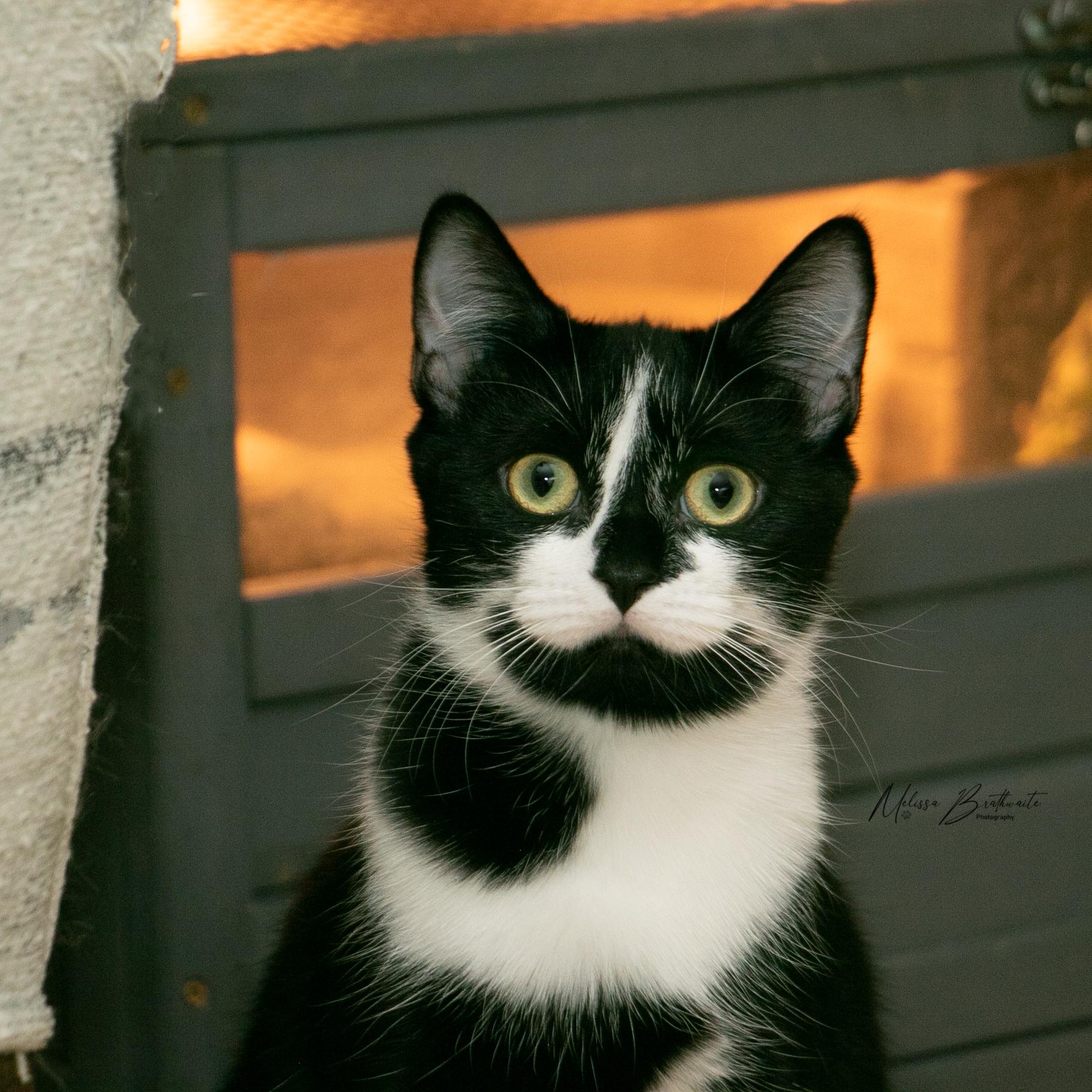 Enlarge Jalapeno, a Adoptable Tuxedo in Calgary, AB image 3/4