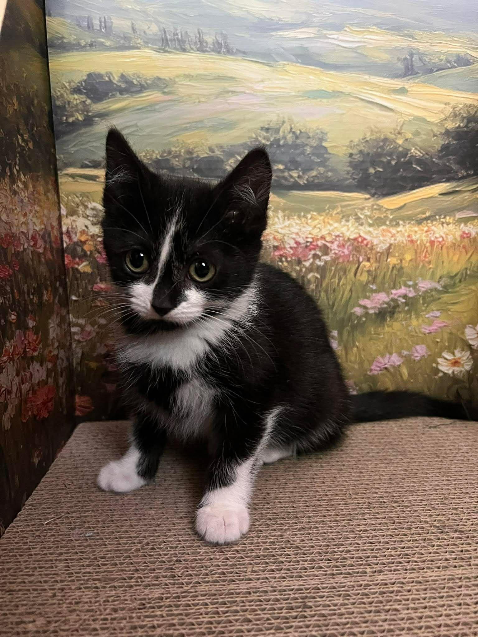 Enlarge Jalapeno, a Adoptable Tuxedo in Calgary, AB image 1/3