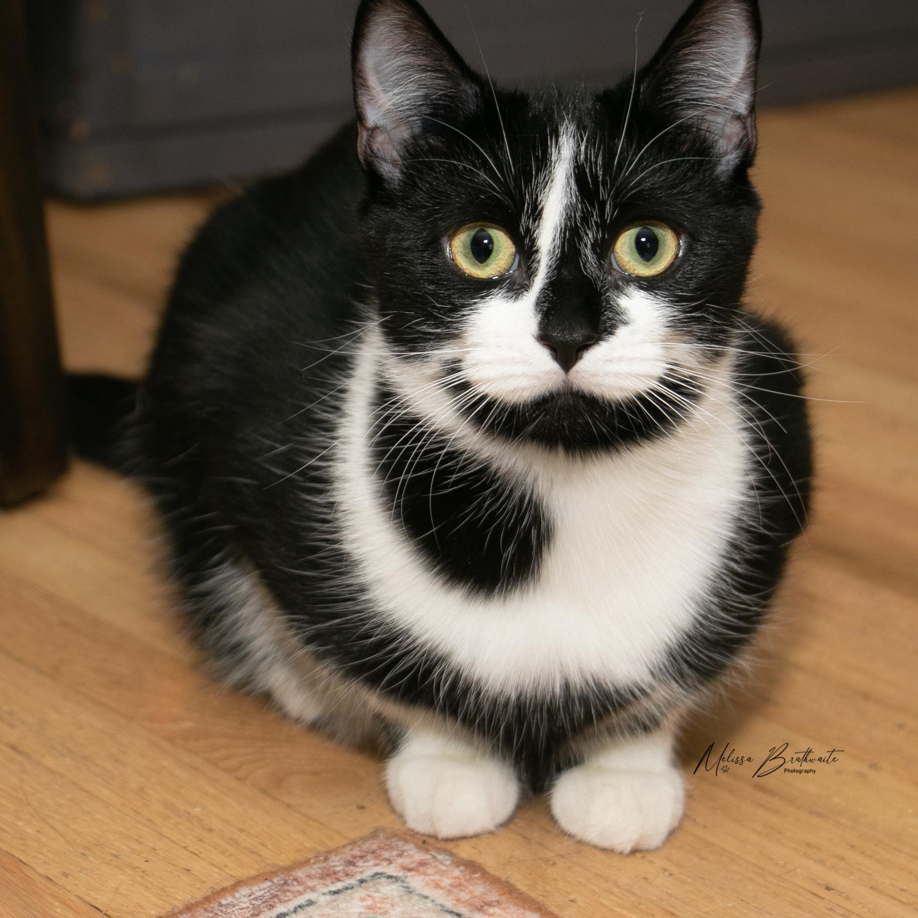Jalapeno, Adoptable, Young Female Tuxedo.