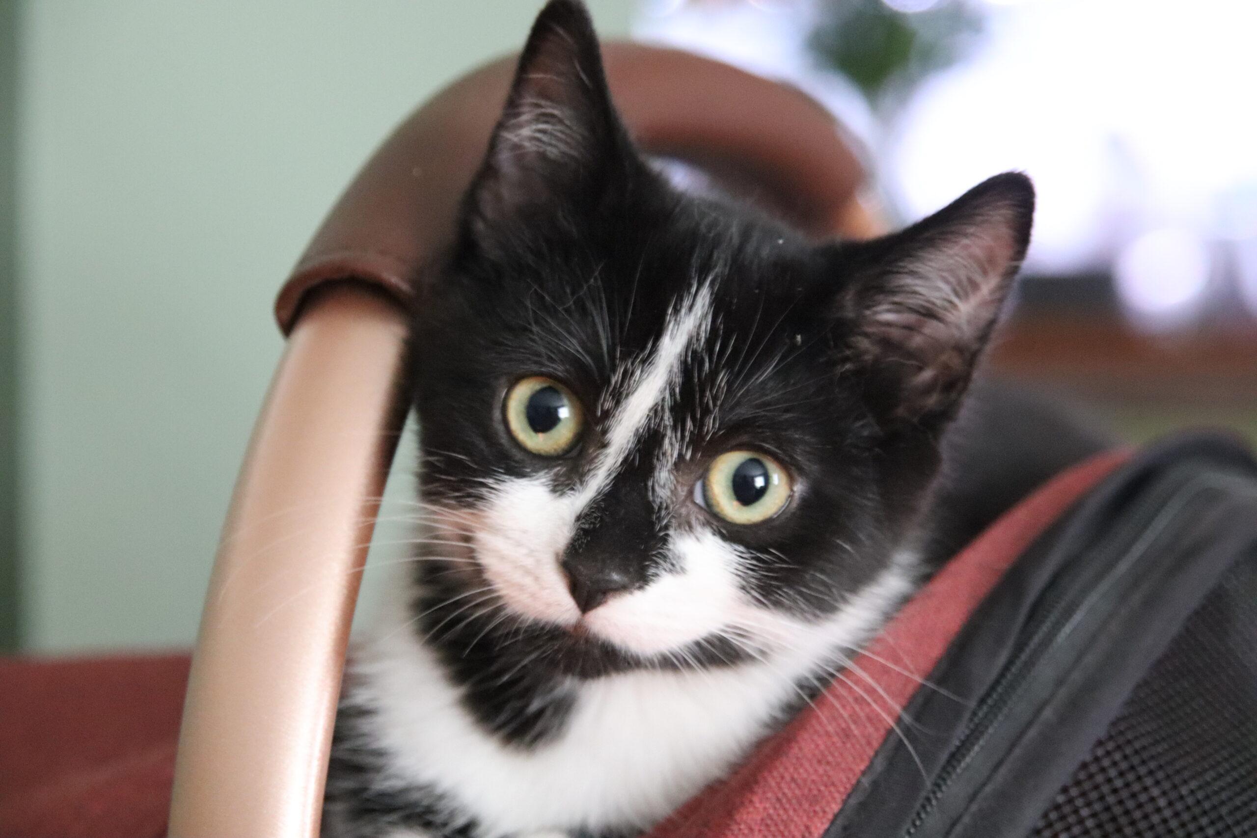 Jalapeno, Adoptable, Kitten Female Tuxedo.