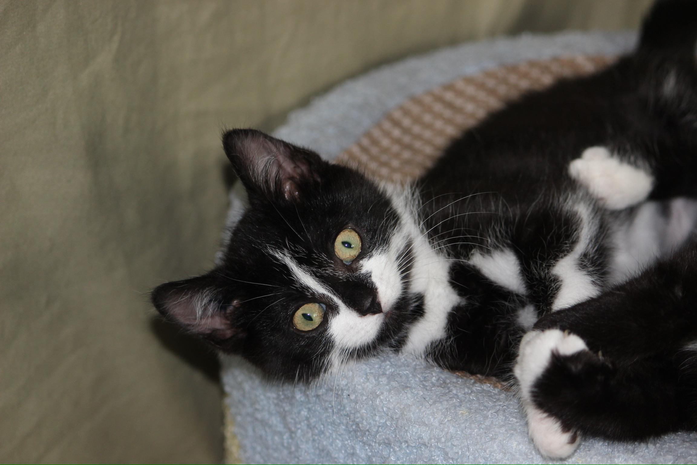 Jalapeno, a Adoptable Tuxedo in Calgary, AB image 5/5
