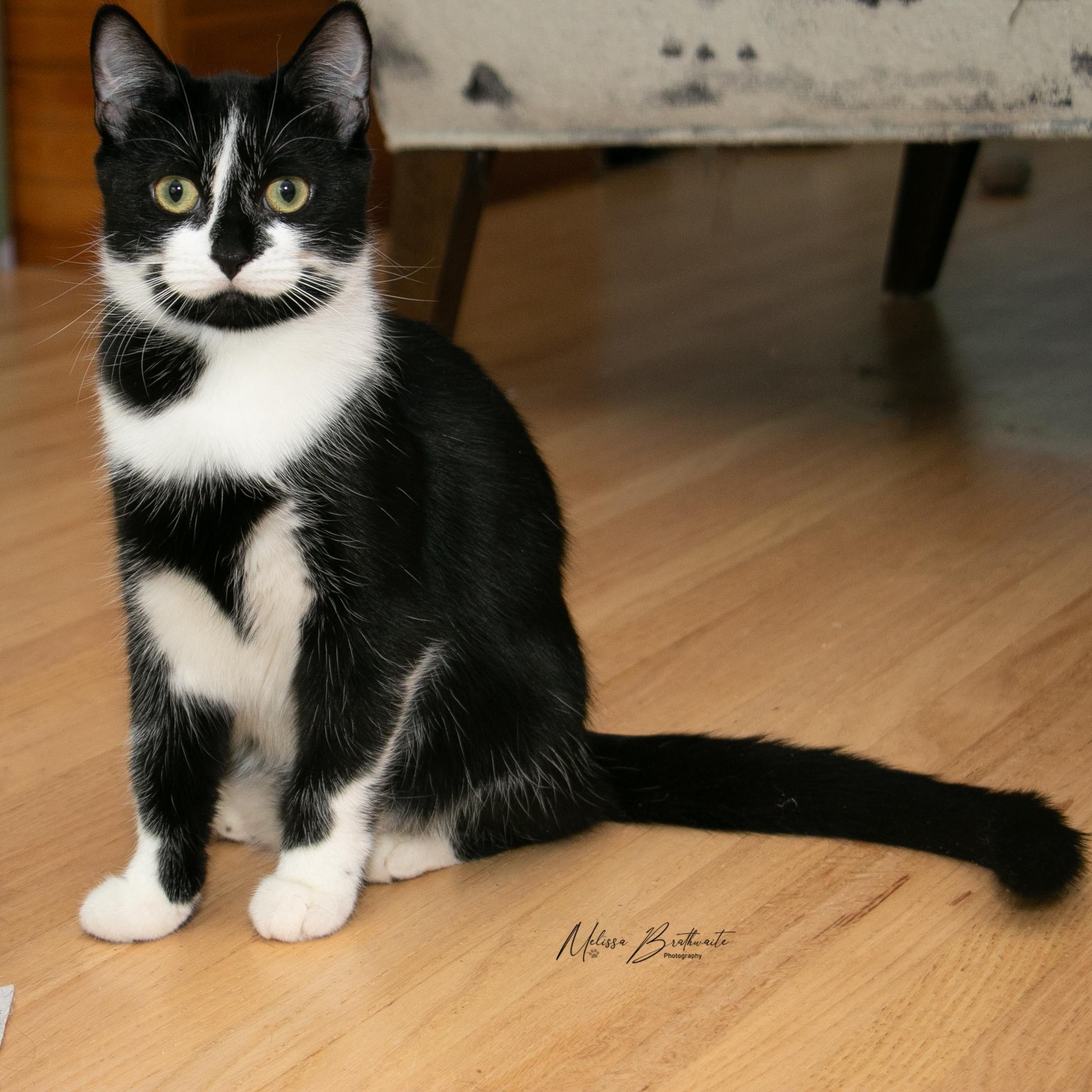 Enlarge Jalapeno, a Adoptable Tuxedo in Calgary, AB image 2/4