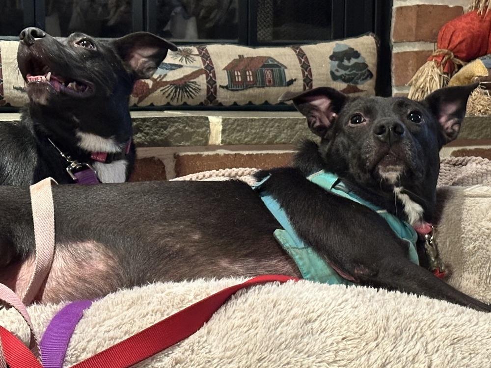 Abilene, Adoptable, Adult Female Labrador Retriever.