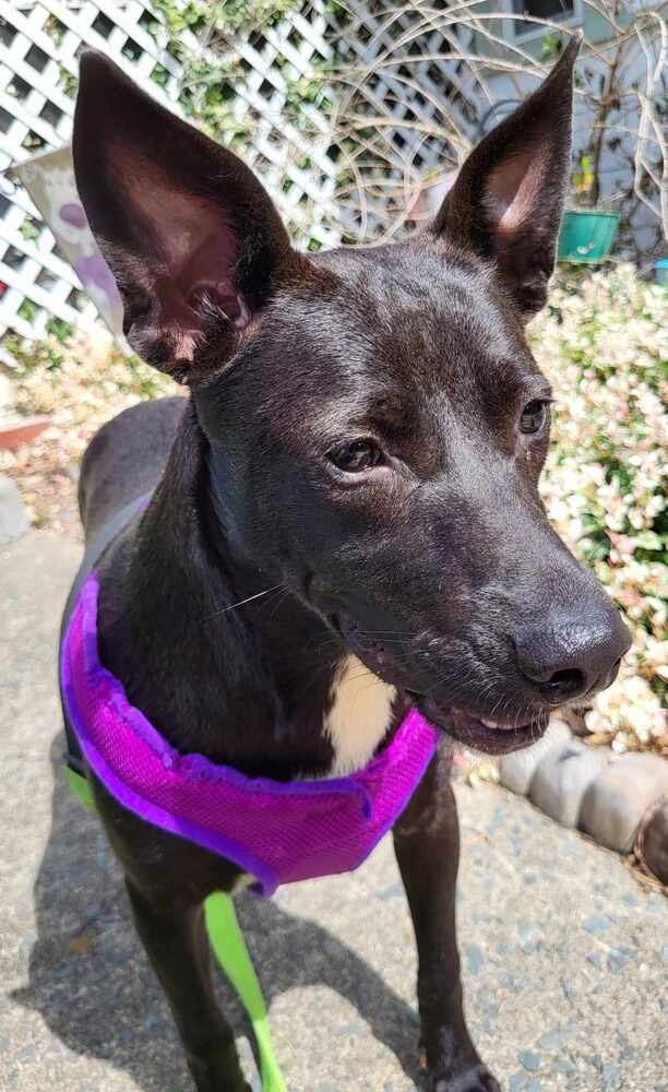 Abilene, Adoptable, Adult Female Labrador Retriever.