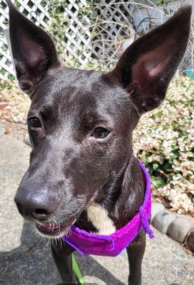 Abilene, a Adoptable mixed breed in Pottstown, PA image 1/6