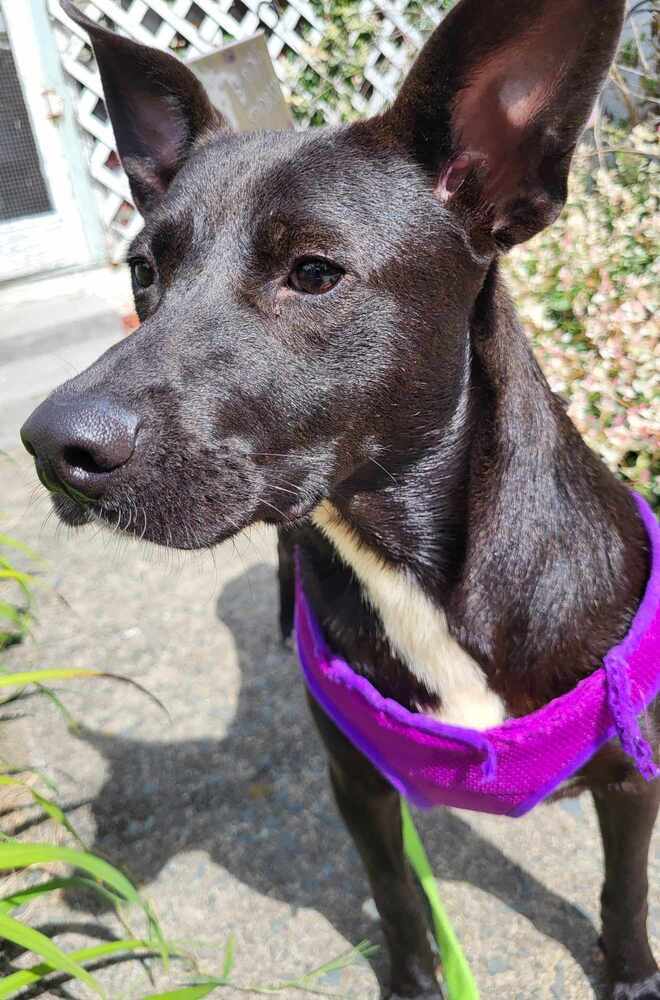 Enlarge Abilene, a Adoptable mixed breed in Pottstown, PA image 4/7