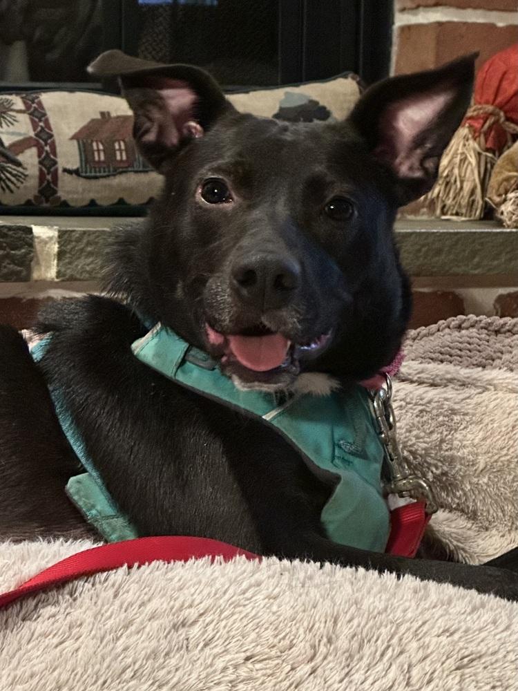 Enlarge Abilene, a Adoptable mixed breed in Pottstown, PA image 3/6