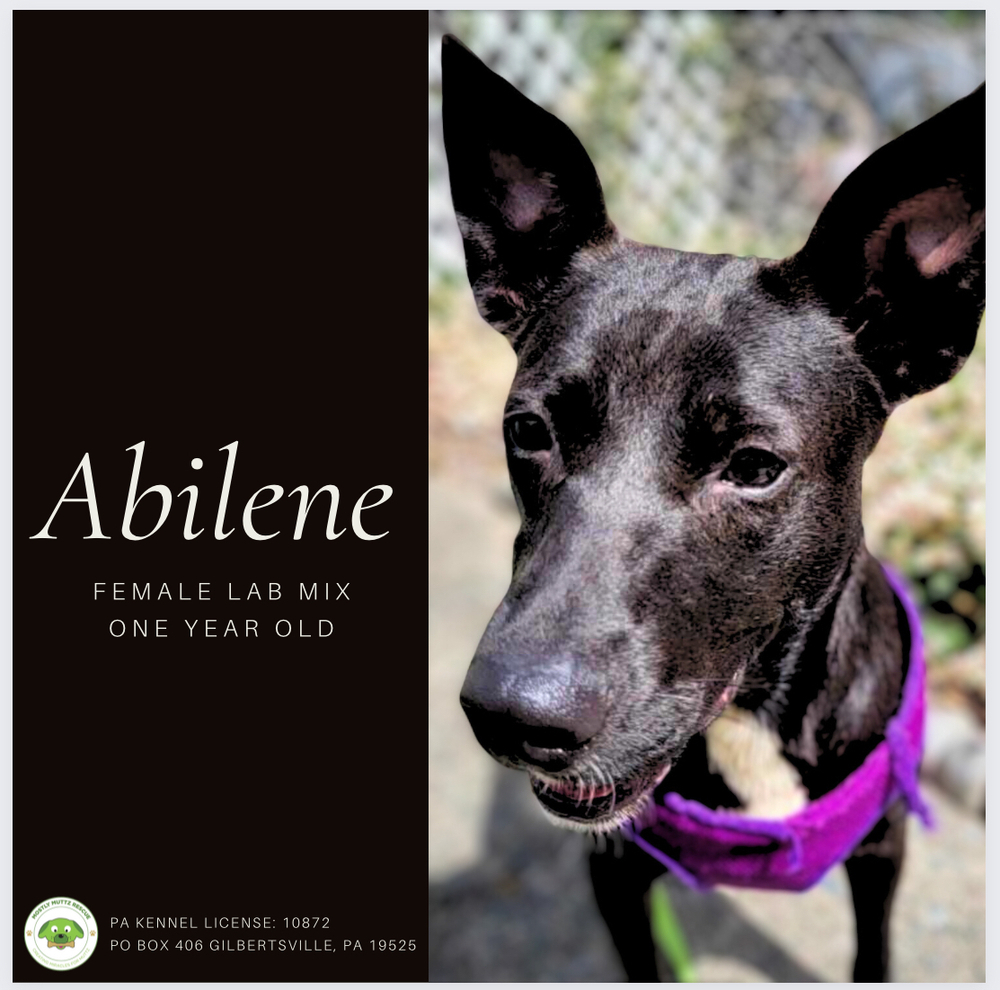 Enlarge Abilene, a Adoptable mixed breed in Pottstown, PA image 5/7