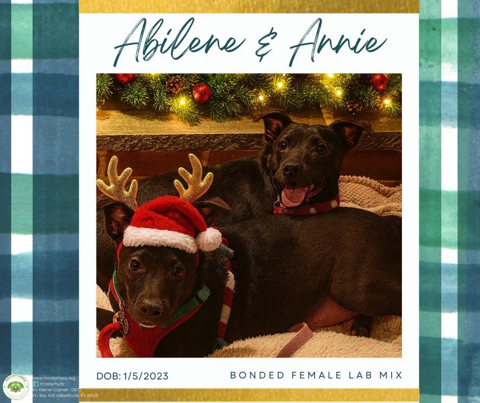 Abilene, Adoptable, Adult Female Labrador Retriever.