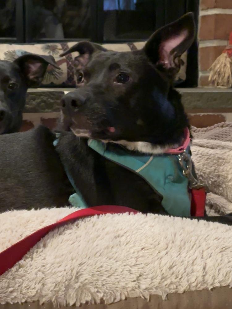 Enlarge Abilene, a Adoptable mixed breed in Pottstown, PA image 5/6