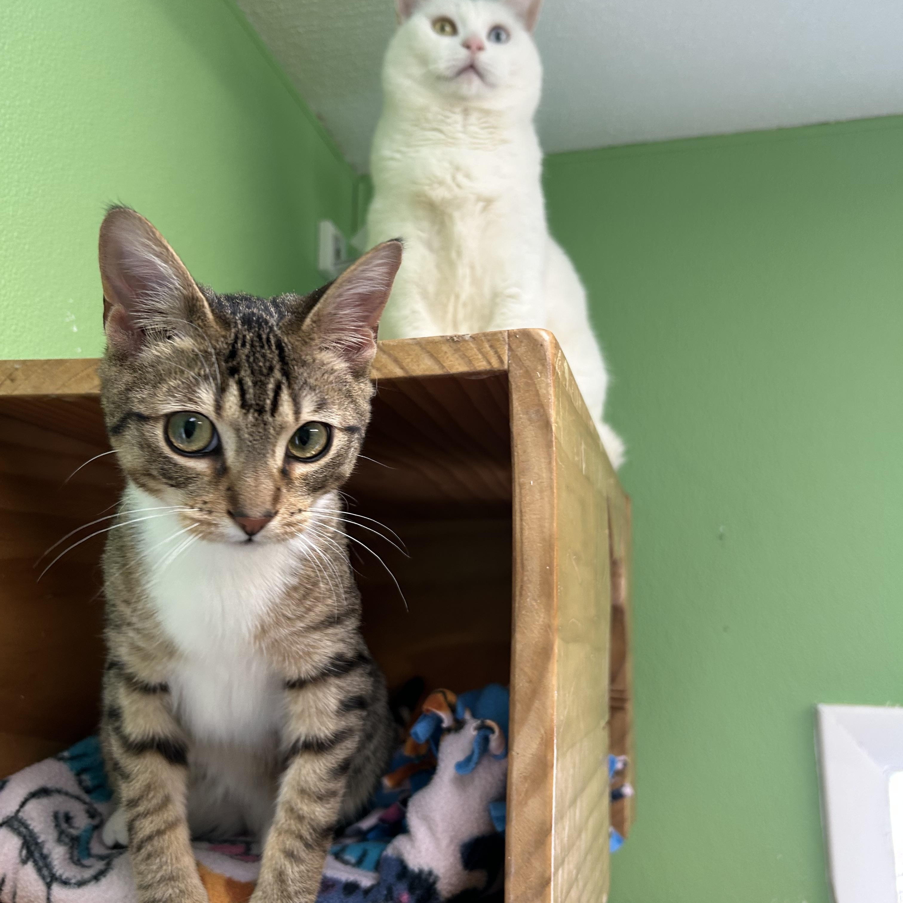 Gizmo, a ADOPTABLE Domestic Short Hair in Greenbelt, MD image 4/6