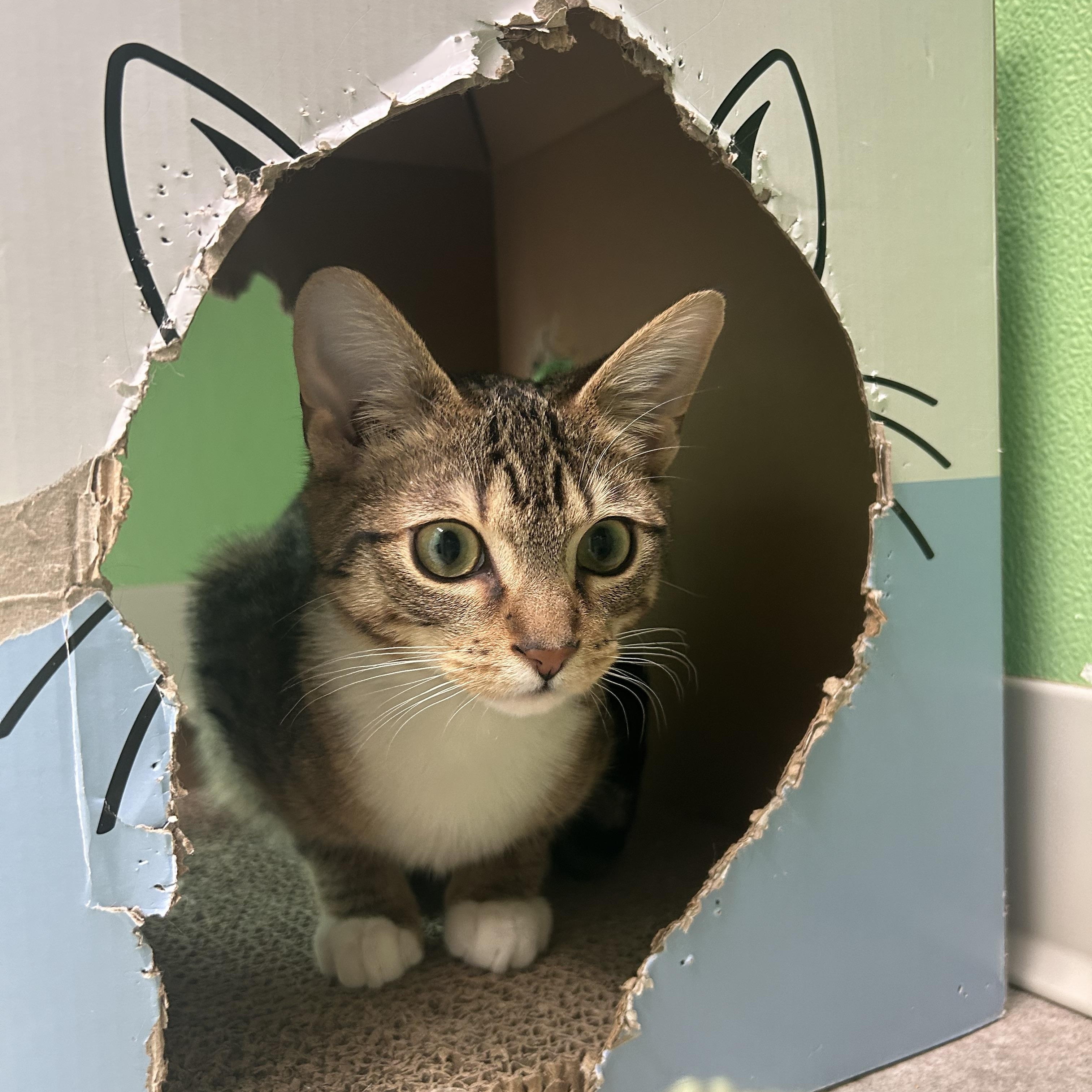 Gizmo, ADOPTABLE, Kitten Male Domestic Short Hair.