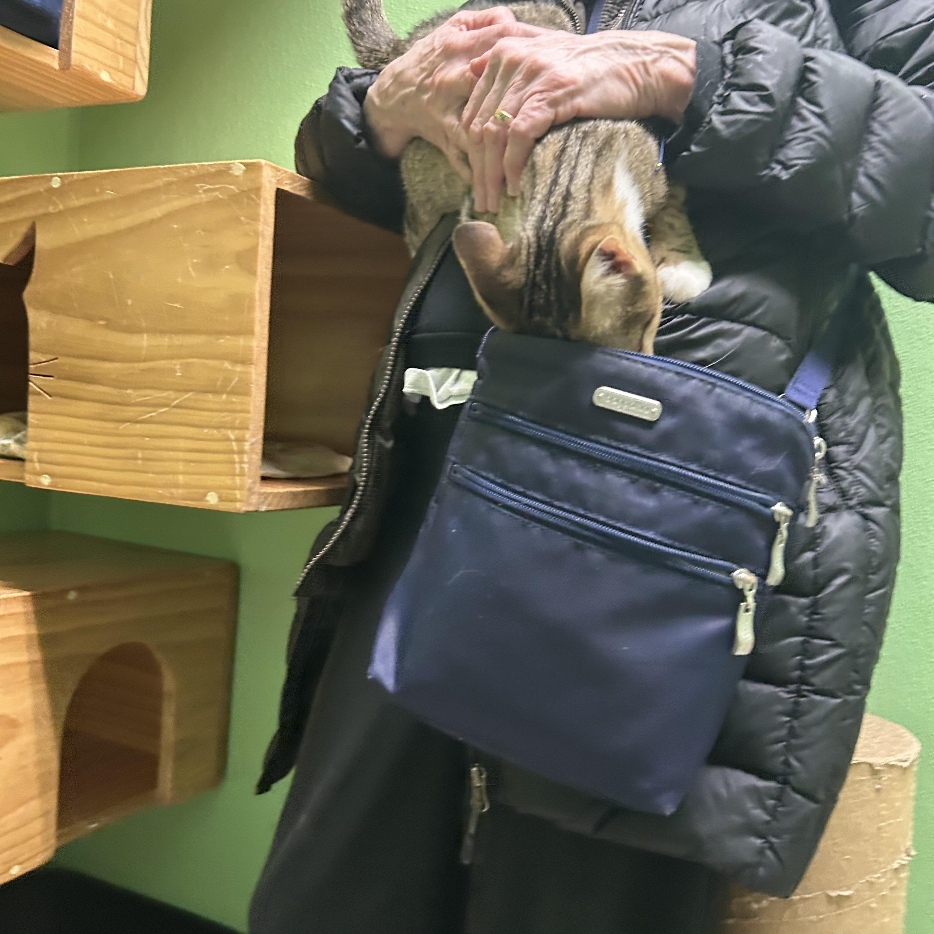 Gizmo, a ADOPTABLE Domestic Short Hair in Greenbelt, MD image 5/6