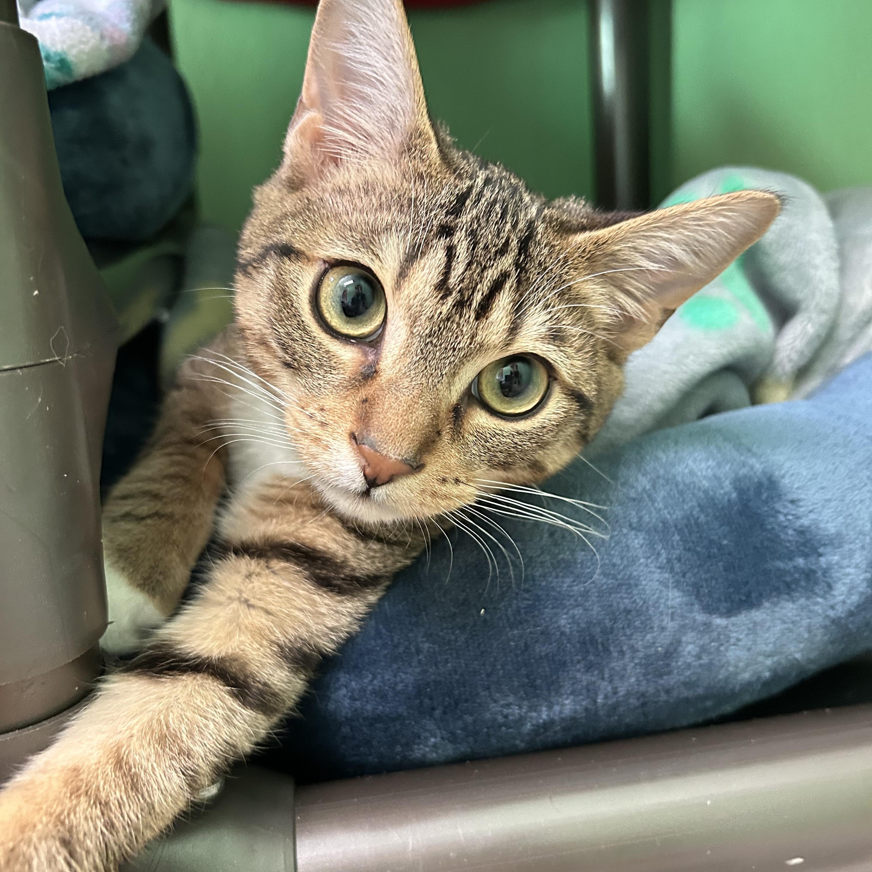 Gizmo, a ADOPTABLE Domestic Short Hair in Greenbelt, MD image 2/6