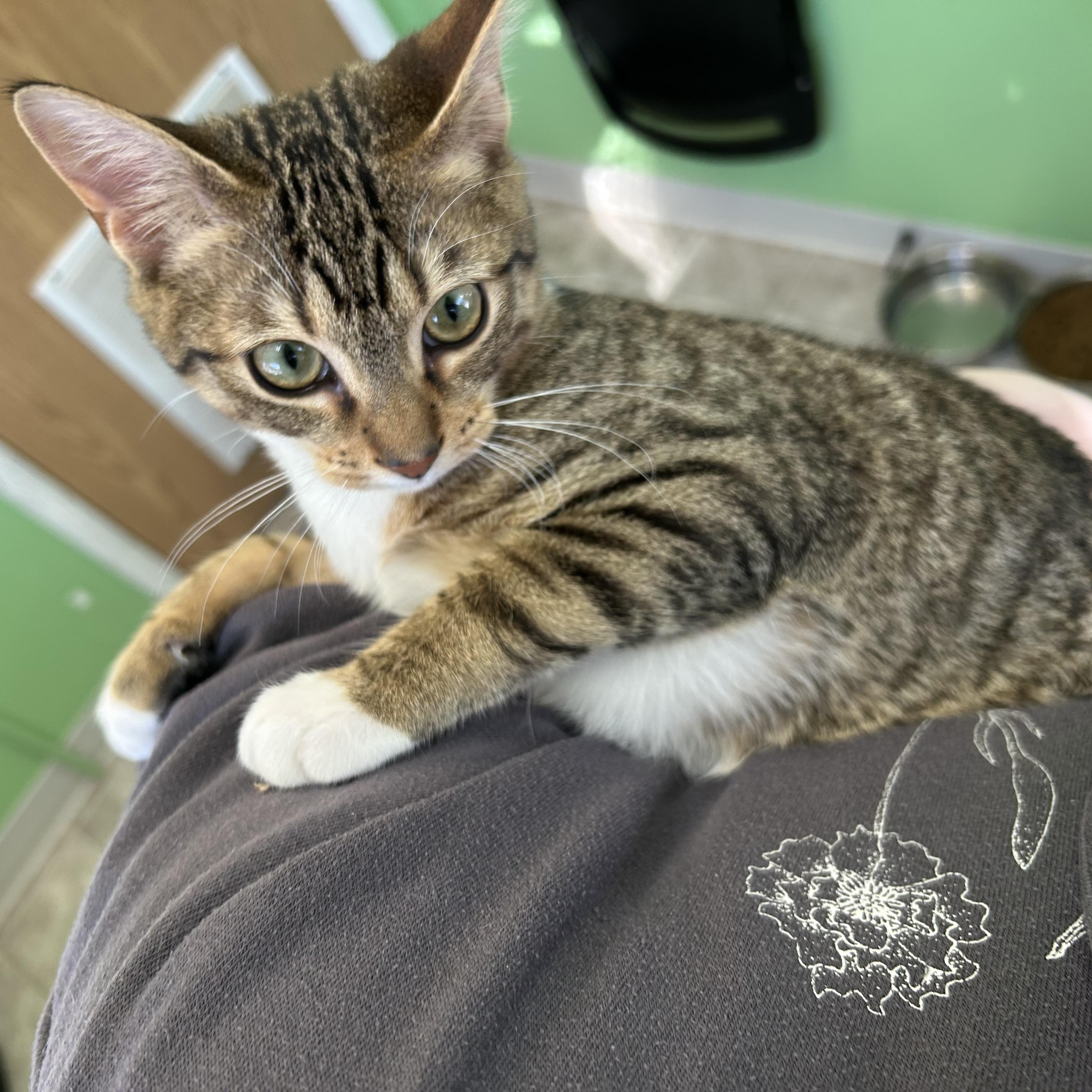 Gizmo, a ADOPTABLE Domestic Short Hair in Greenbelt, MD image 3/6