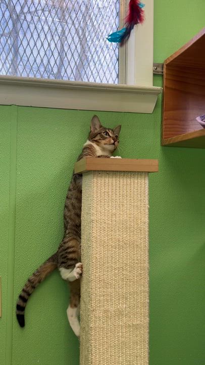 Enlarge Gizmo, a ADOPTABLE Domestic Short Hair in Greenbelt, MD video 6/6