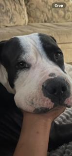 Enlarge Precious, a Adoptable mixed breed in Gilbert, AZ image 2/5