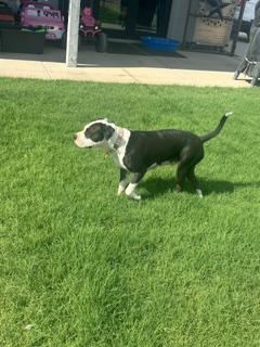 Enlarge Precious, a Adoptable mixed breed in Gilbert, AZ image 3/5