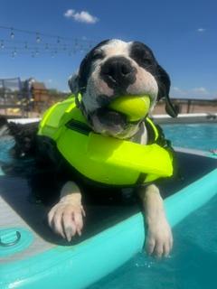 Precious, Adoptable, Young Female Pit Bull Terrier.