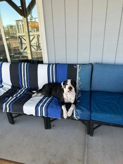 Enlarge Precious, a Adoptable mixed breed in Gilbert, AZ image 4/5