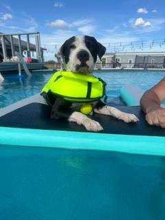 Enlarge Precious, a Adoptable mixed breed in Gilbert, AZ image 5/5